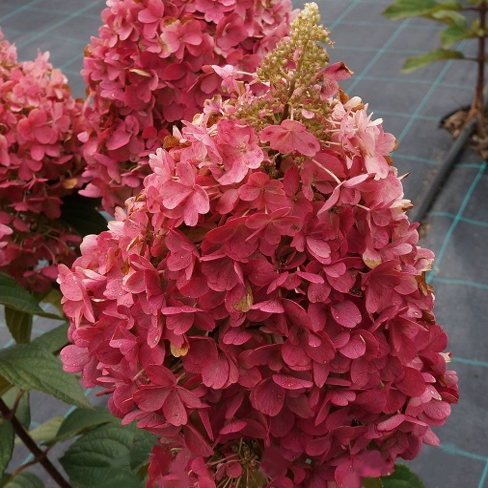 Гортензия метельчатая Кенделайт